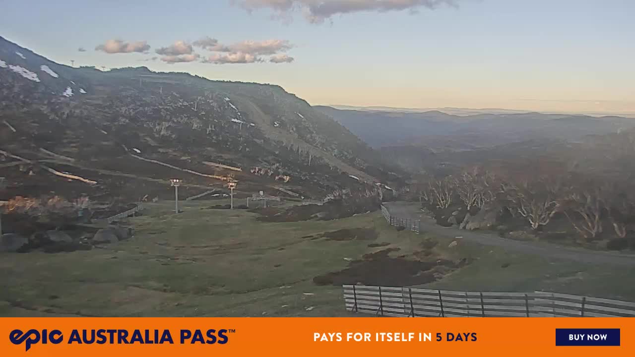 View full-screen Blue Cow Live