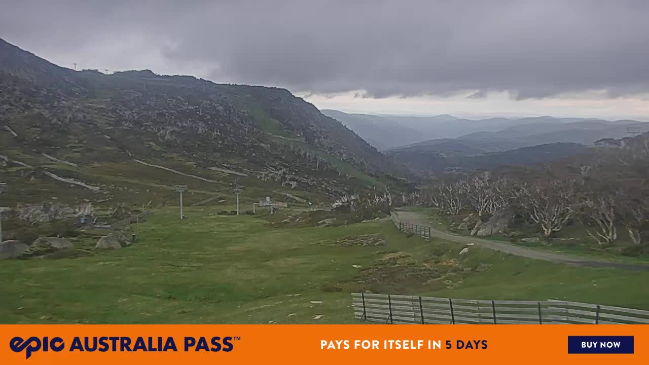 View full-screen Blue Cow Live