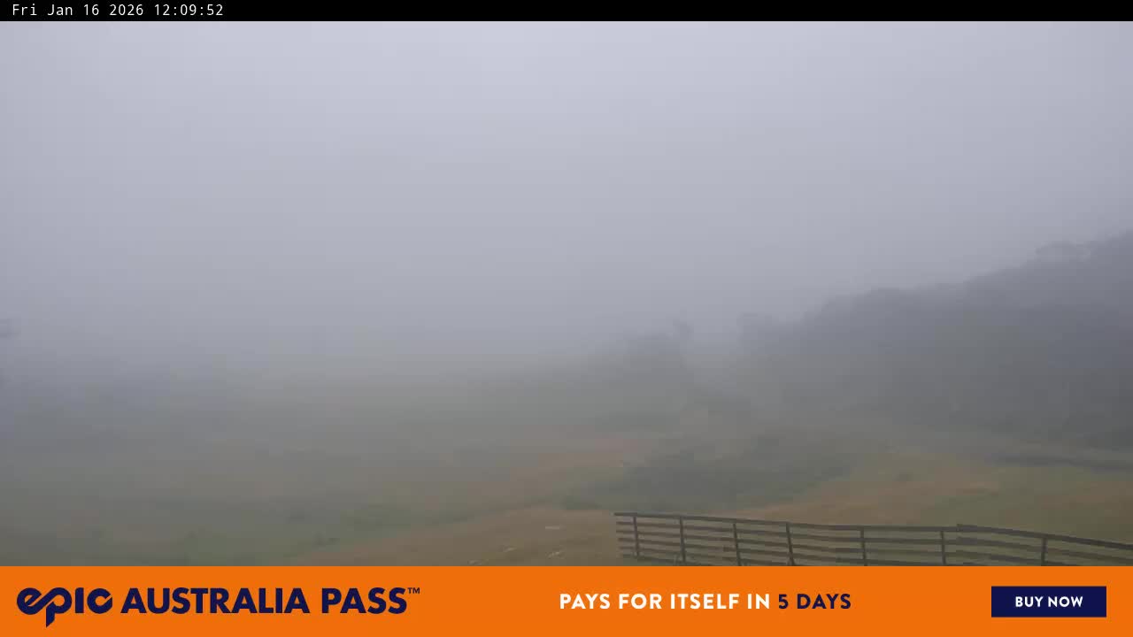 View full-screen Blue Cow Live