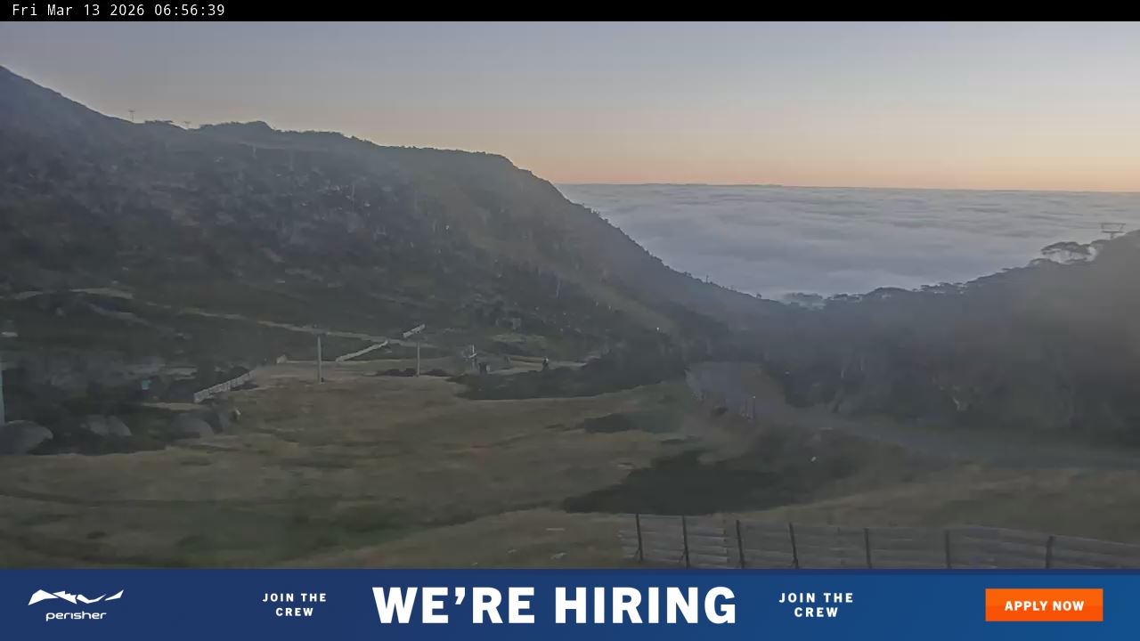 View full-screen Blue Cow